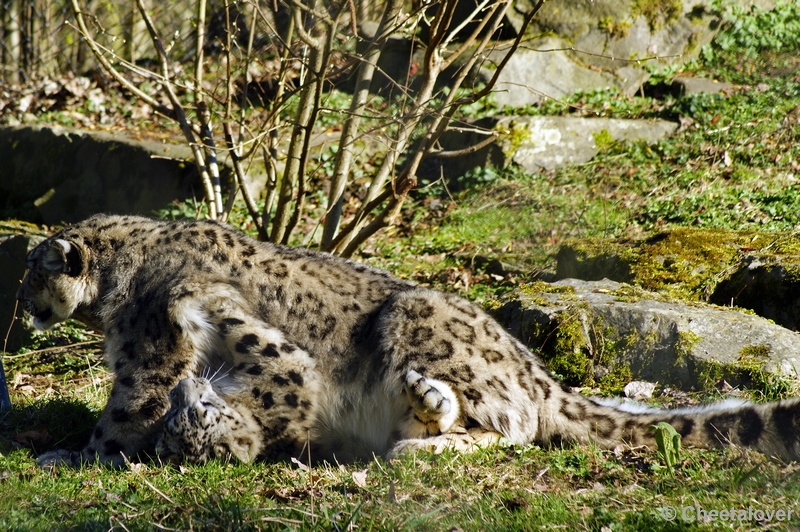 _DSC00014.JPG - Sneeuwpanter (Laila en kedar)