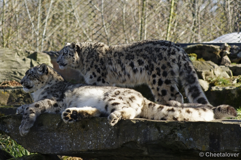 _DSC00028.JPG - Sneeuwpanter (Laila en Kedar)