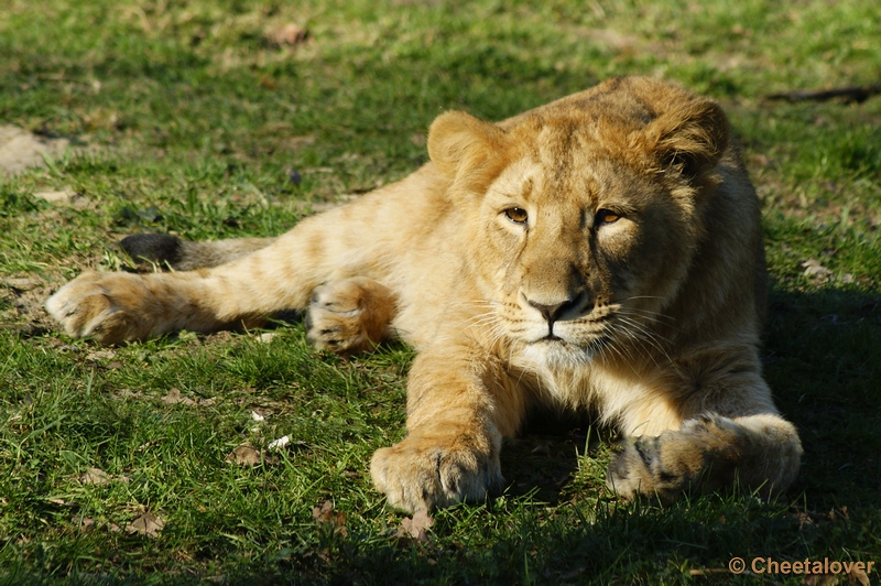 _DSC00030.JPG - Indische Leeuw