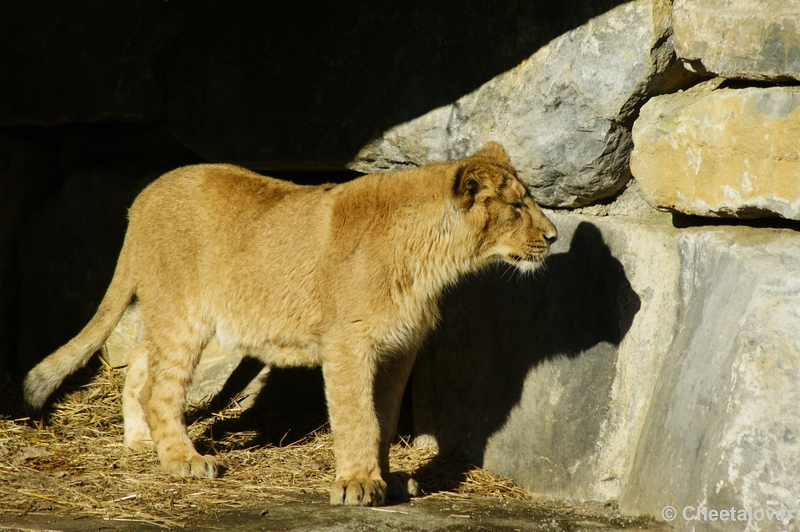 _DSC00034.JPG - Indische Leeuw