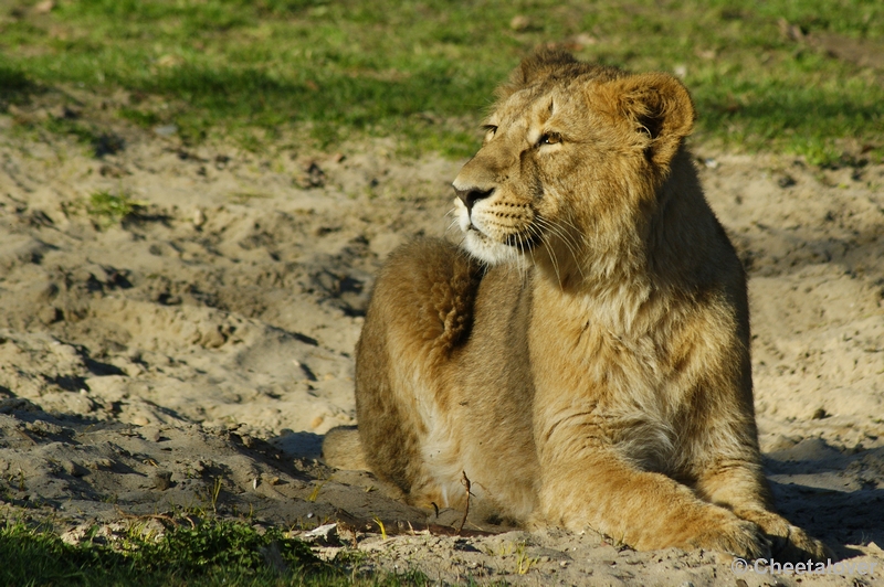 _DSC00036.JPG - Indische Leeuw