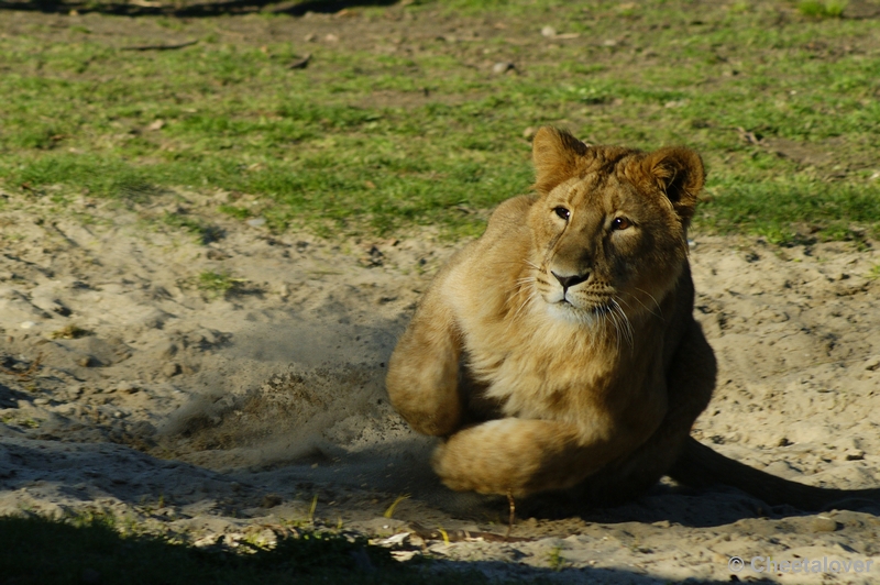 _DSC00037.JPG - Indische Leeuw