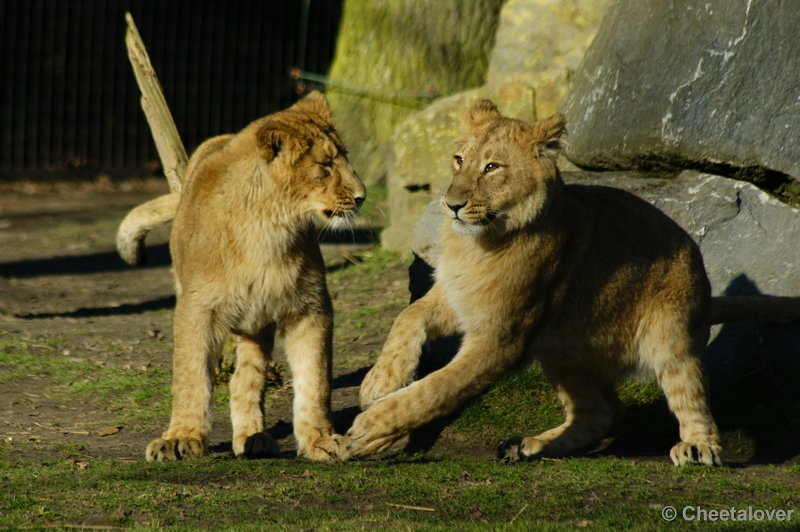 _DSC00038.JPG - Indische Leeuw