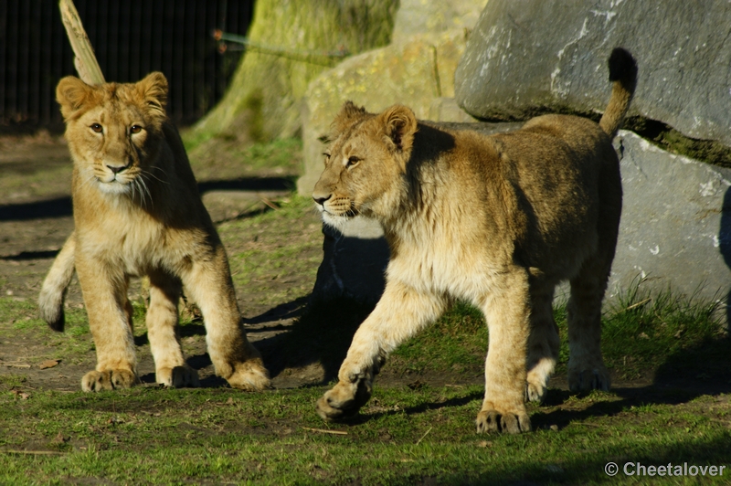 _DSC00039.JPG - Indische Leeuw