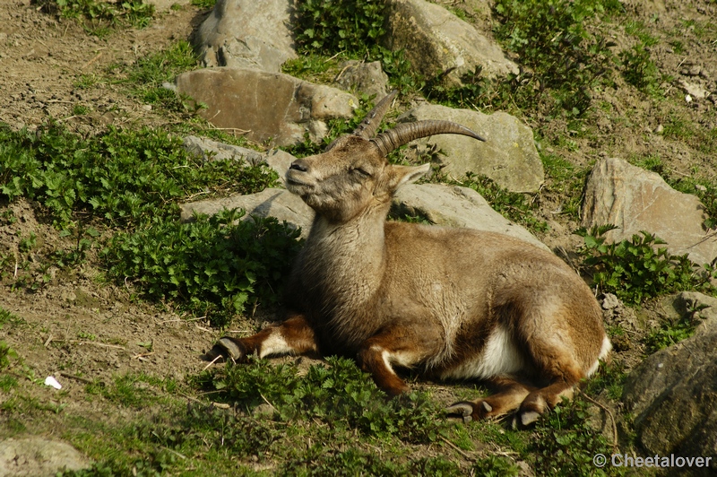 _DSC00009.JPG - Berggeit