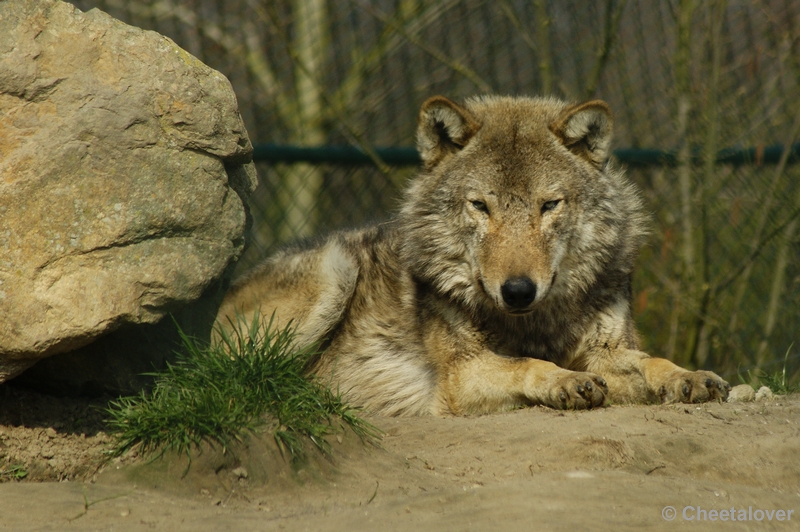 _DSC00014.JPG - Wolf