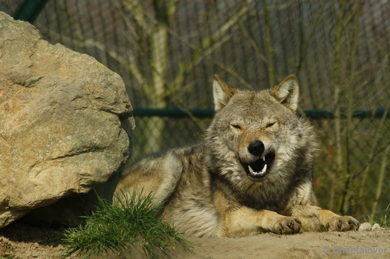 _DSC00015.JPG - Wolf