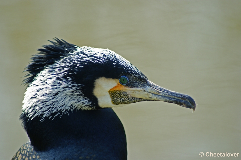 _DSC00016.JPG - Aalscholver