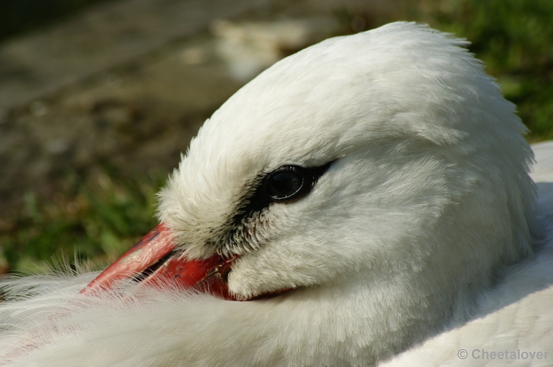 _DSC00017.JPG - Ooievaar