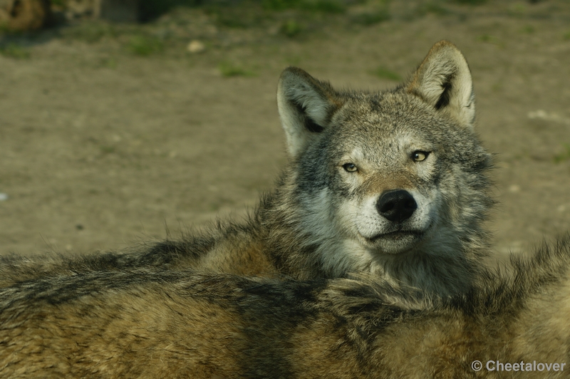 _DSC00028.JPG - Wolf