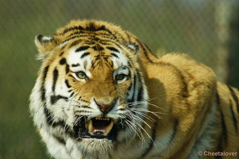 _DSC00029.JPG - Siberische Tijger