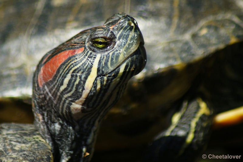 _DSC0004.JPG - Roodwangschildpad