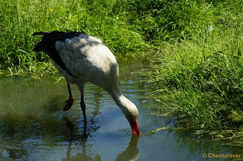 _DSC0129.JPG - Ooievaar