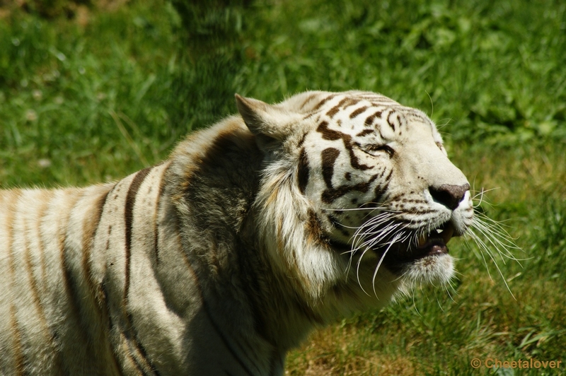 _DSC0165.JPG - Witte Tijger