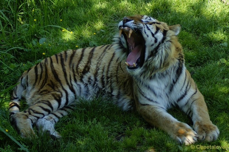 _DSC0178.JPG - Siberische Tijger