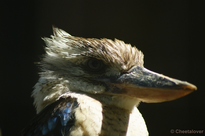 _DSC0207.JPG - Kookaburra