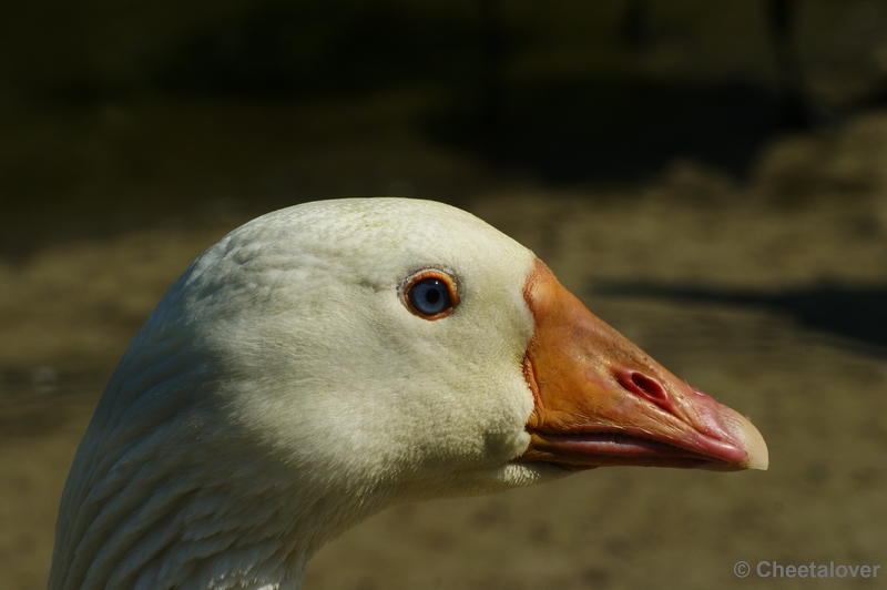 _DSC0004.JPG - Soepgans (verwilderde Boerderijgans)