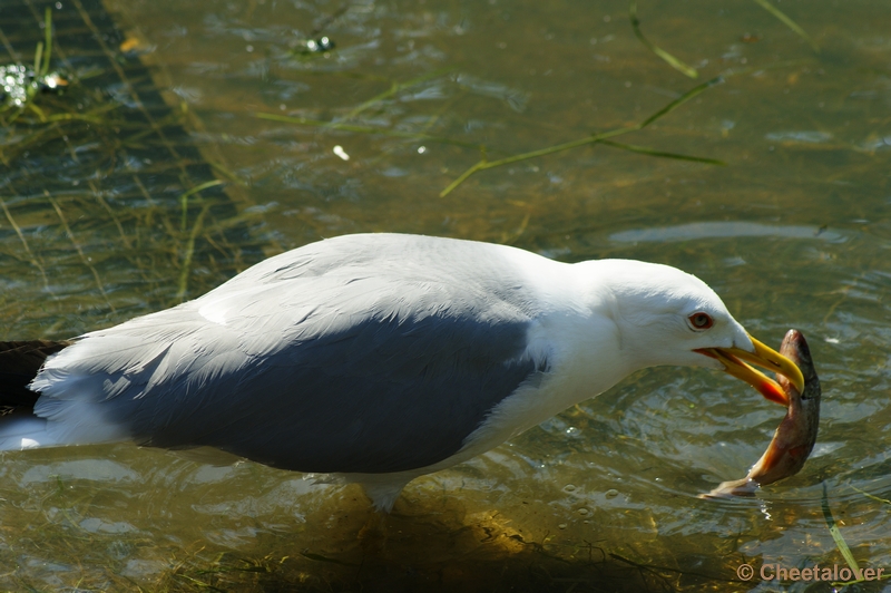 _DSC0024.JPG - Zilvermeeuw