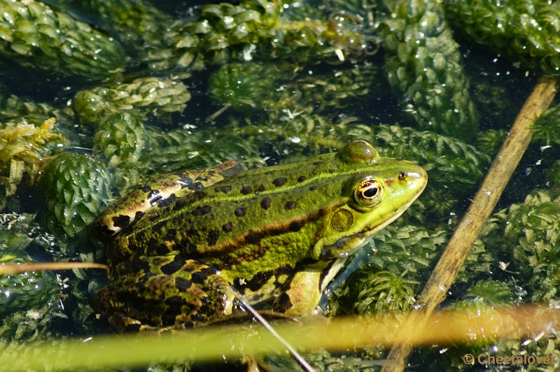 _DSC0052.JPG - Groene Kikker