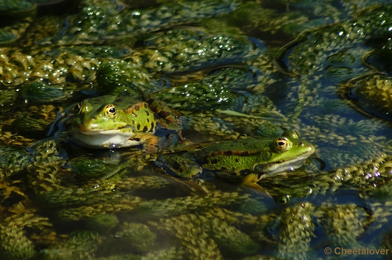 _DSC0056.JPG - Groene Kikker