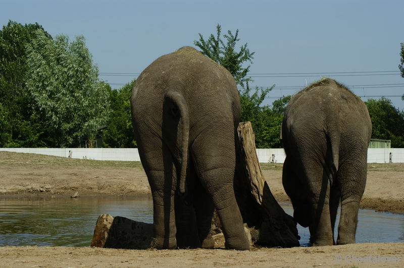 _DSC0062.JPG - Aziatische Olifant