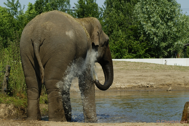 _DSC0071.JPG - Aziatische Olifant