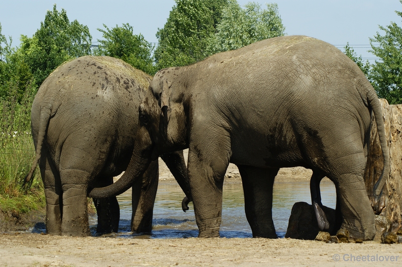 _DSC0089.JPG - Aziatische Olifant