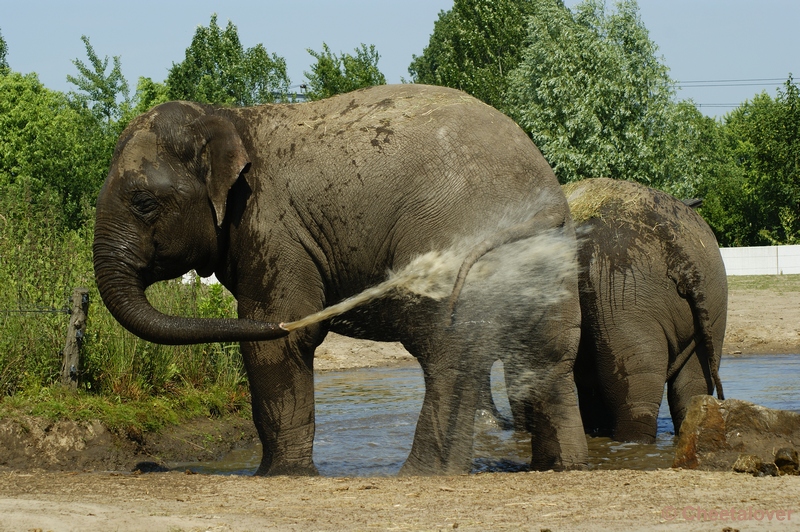 _DSC0096.JPG - Aziatische Olifant