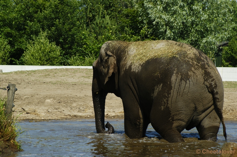 _DSC0098.JPG - Aziatische Olifant