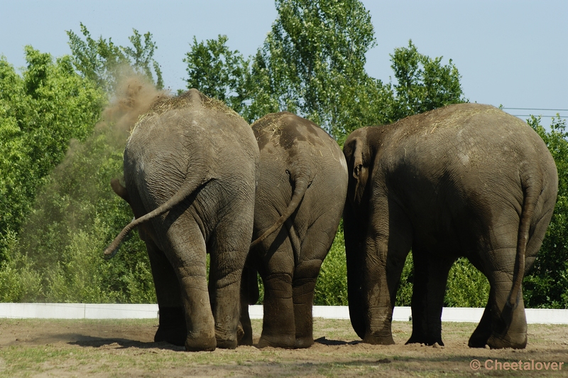 _DSC0126.JPG - Aziatische Olifant