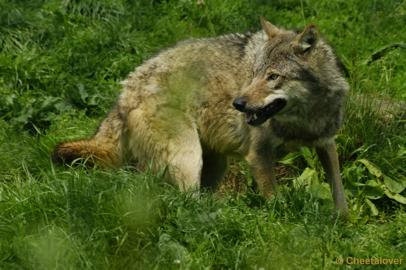 _DSC0408.JPG - Wolf