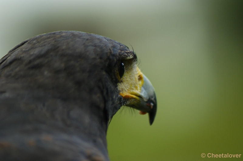 _DSC00001.JPG - Woestijnbuizerd