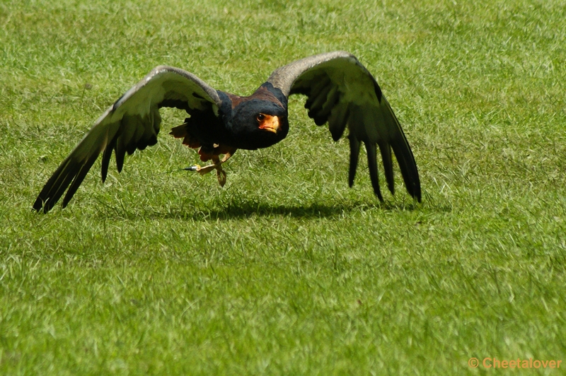 _DSC00013.JPG - Bateleur