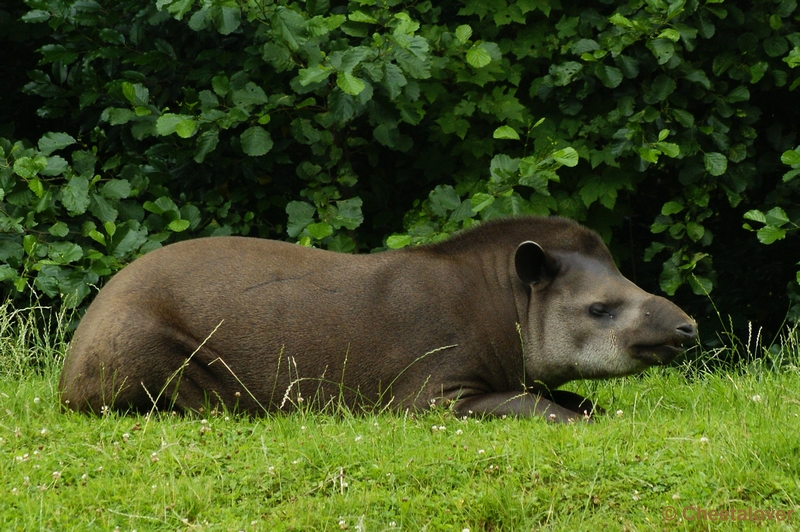 _DSC00021.JPG - Brazilaanse Tapir