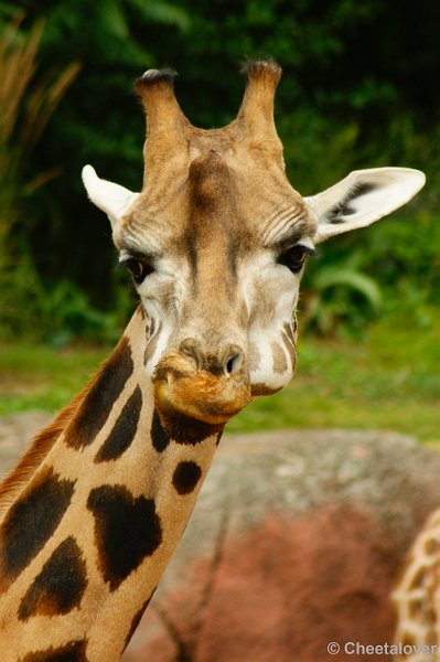 _DSC00022.JPG - Rothschild Giraffe
