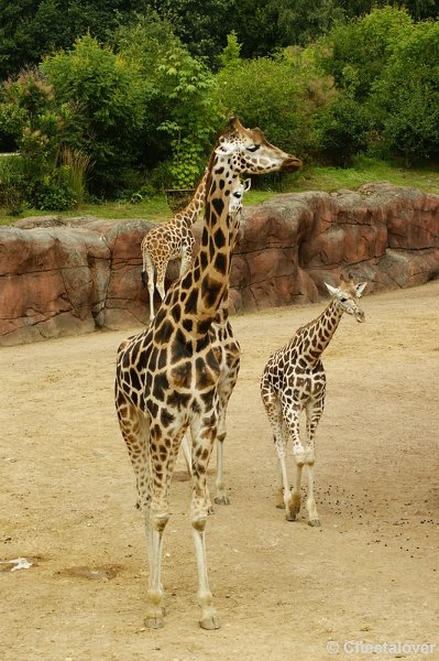 _DSC00023.JPG - Rothschild Giraffe