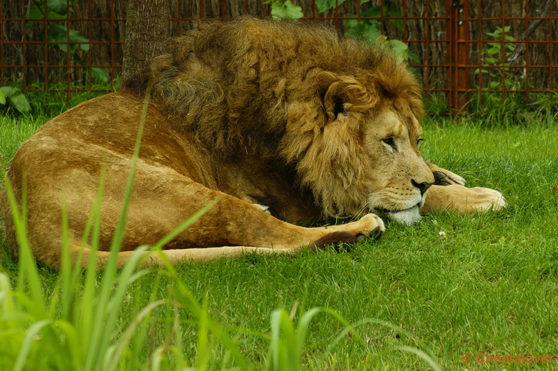 _DSC00024.JPG - Afrikaanse Leeuw