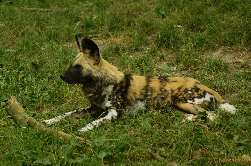 _DSC00025.JPG - Afrikaanse Wilde Hond