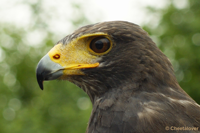 _DSC00028.JPG - Woestijnbuizerd