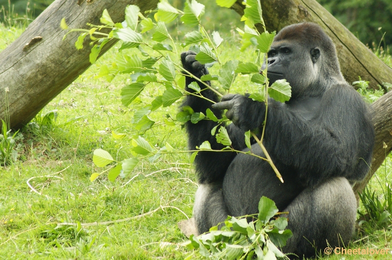 _DSC00032.JPG - Gorilla