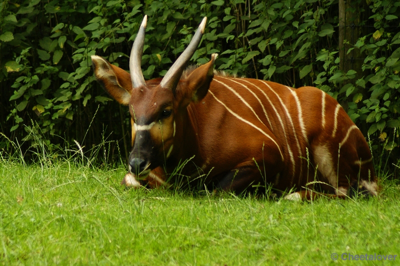 _DSC00034.JPG - Bongo