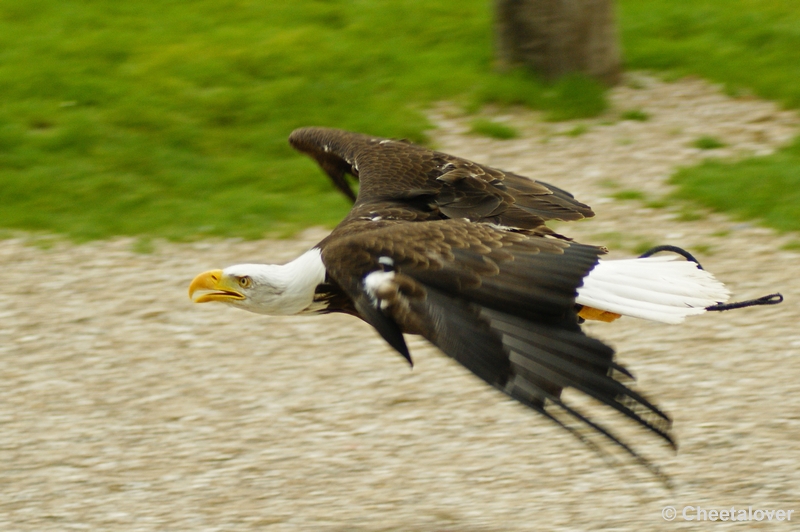 _DSC00039.JPG - Amerikaanse Zeearend