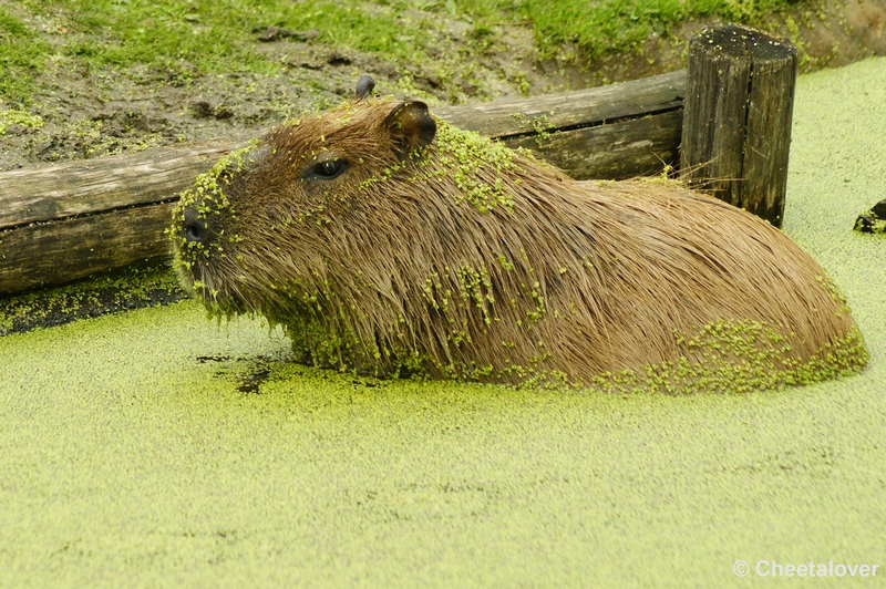 _DSC00042.JPG - Capibara