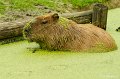 _DSC00042