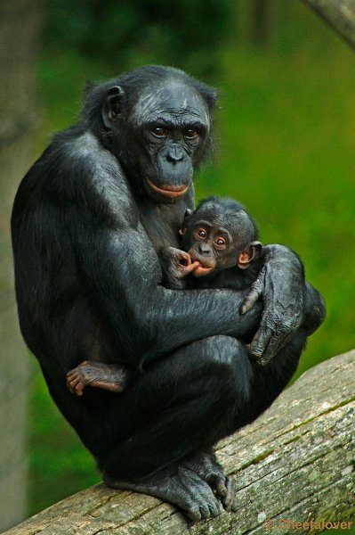 _DSC0056.JPG - Bonobo