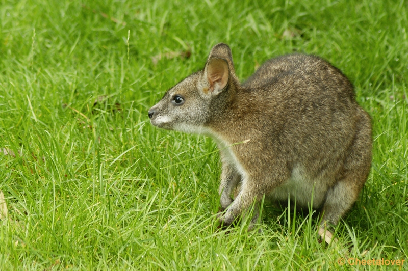 _DSC0054.JPG - Bennets' Wallabie