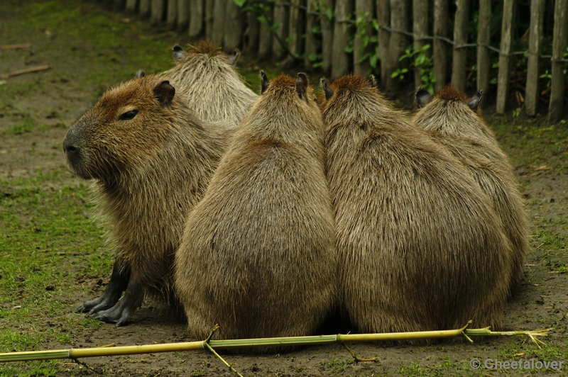 _DSC0118.JPG - Capibara