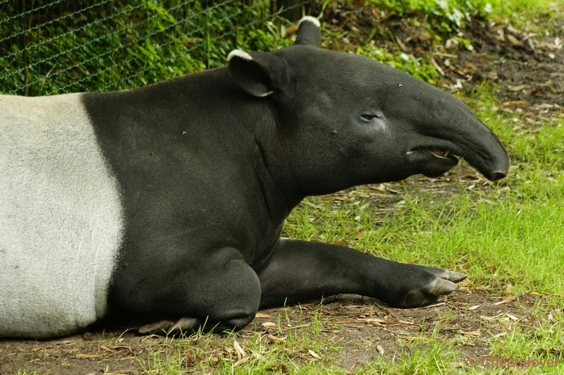 _DSC0136.JPG - Maleisische Tapir