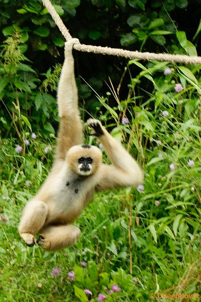 _DSC0439.JPG - Watwanggibbon