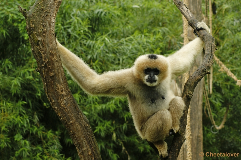 _DSC0453.JPG - Watwanggibbon